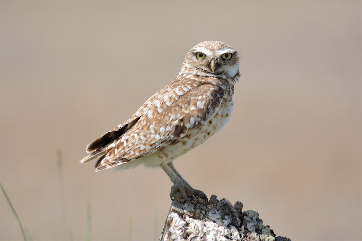 Burrowing Owl - ML164969841