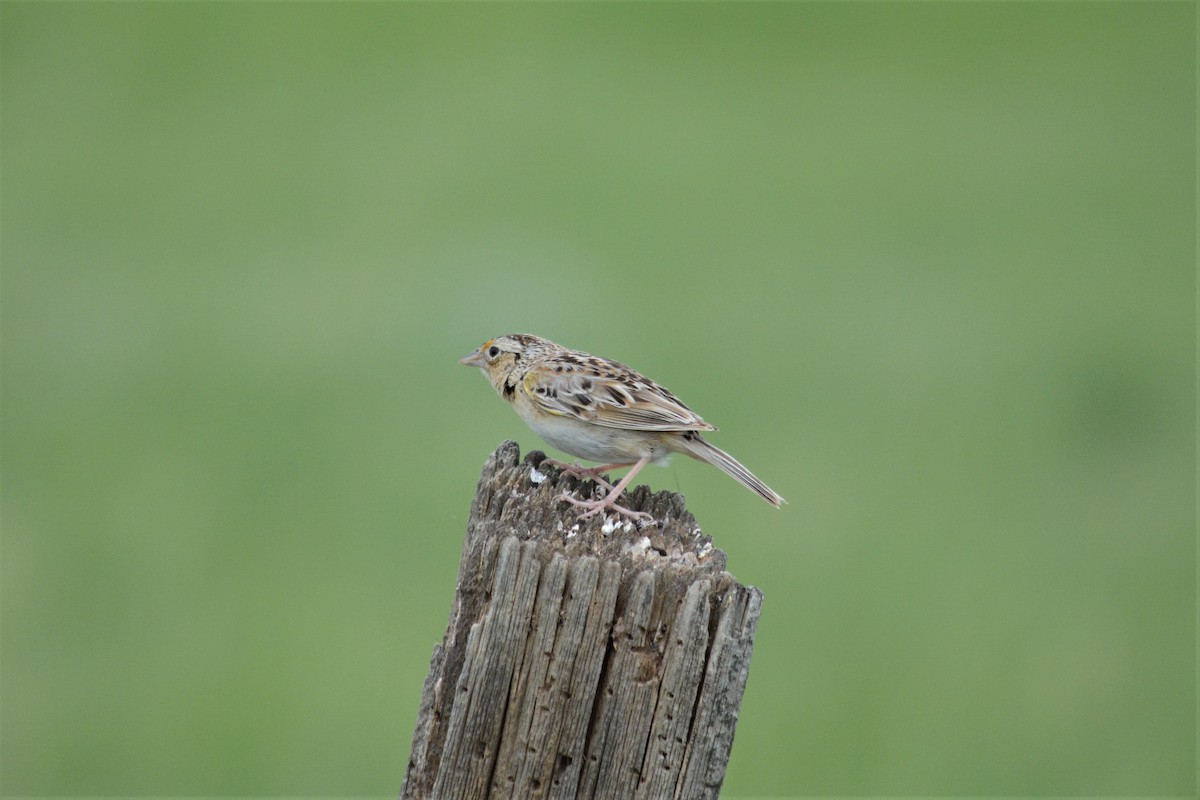 Grasshopper Sparrow - ML164969931