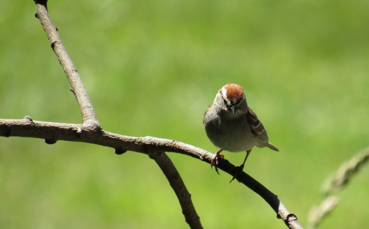 Chipping Sparrow - ML164972371