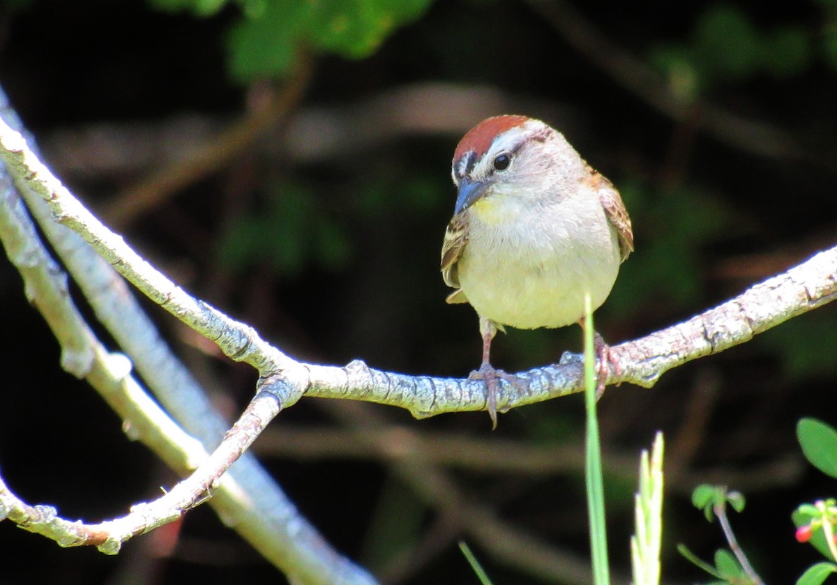 Chipping Sparrow - ML164972381