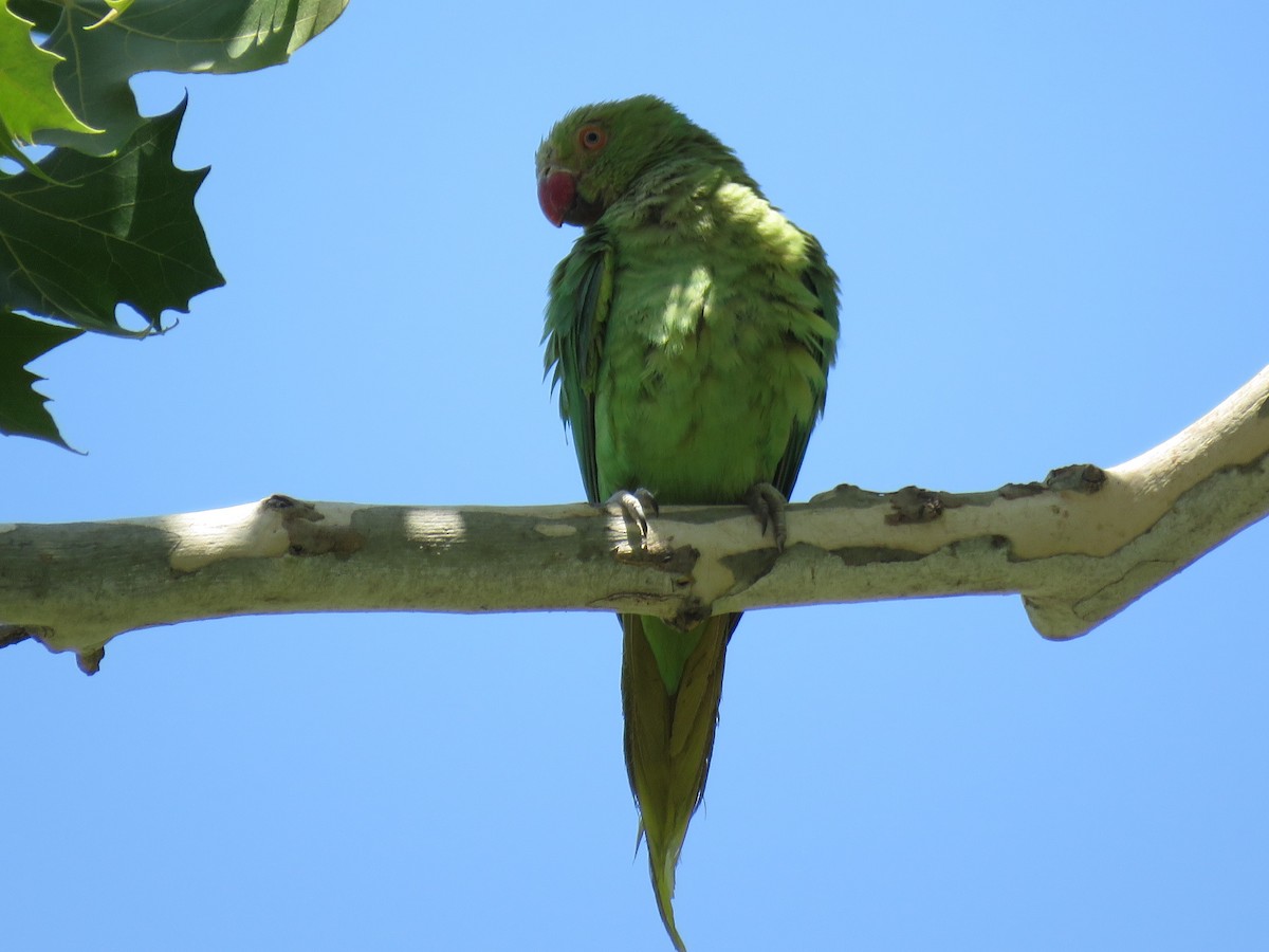 Rose-ringed Parakeet - Becky Turley