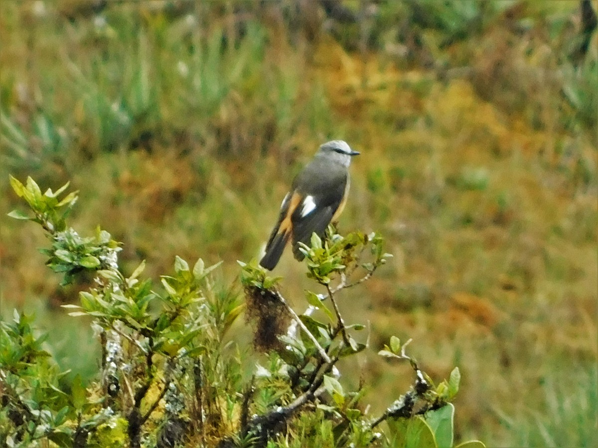 Red-rumped Bush-Tyrant - ML164977961