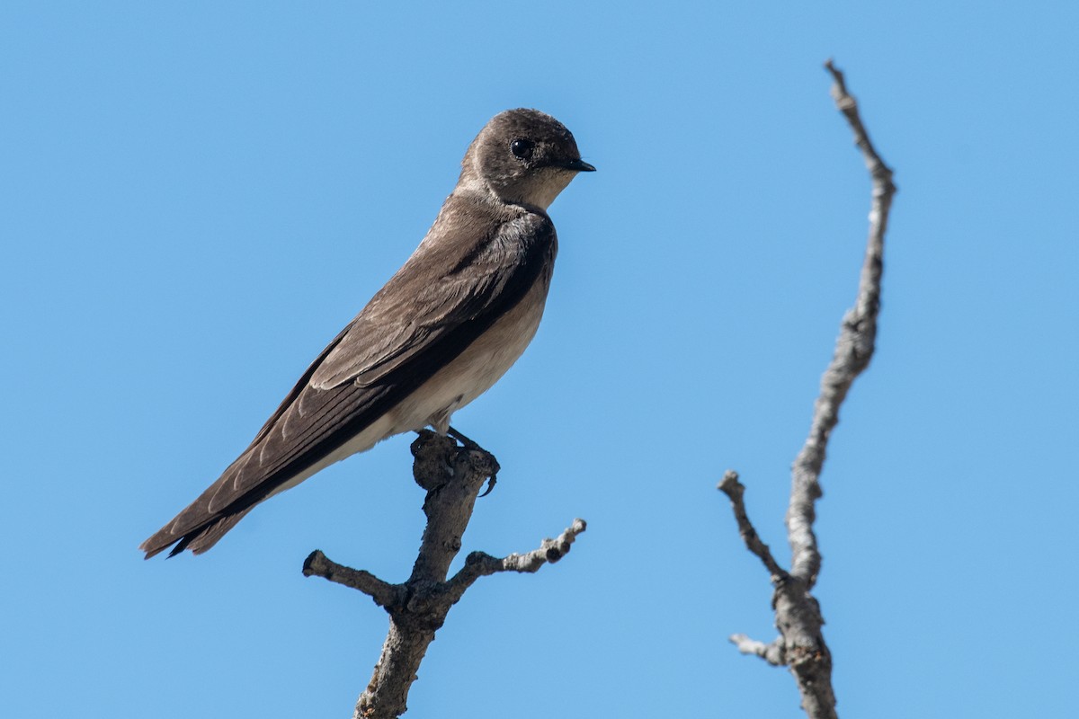 Northern Rough-winged Swallow - ML164982141