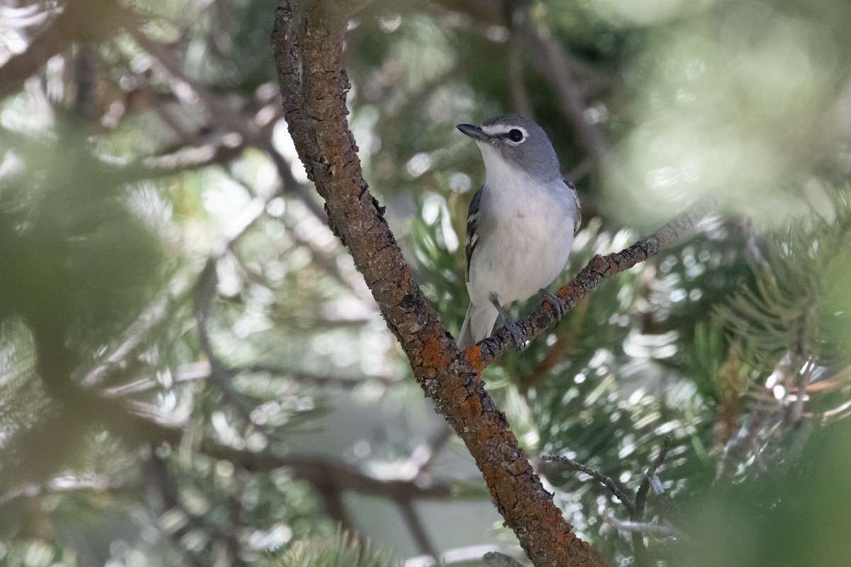 Plumbeous Vireo - ML164982231