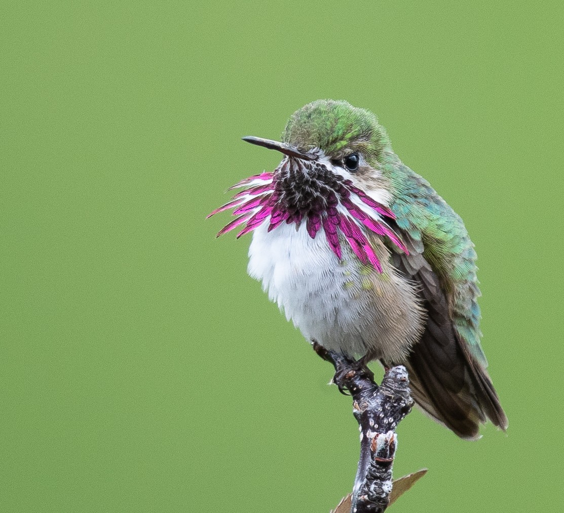 Calliope Hummingbird - ML164983801