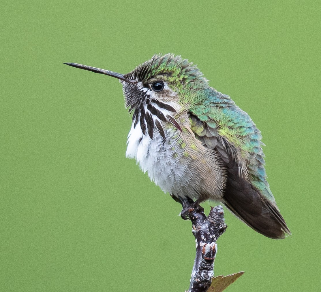 Calliope Hummingbird - ML164983821