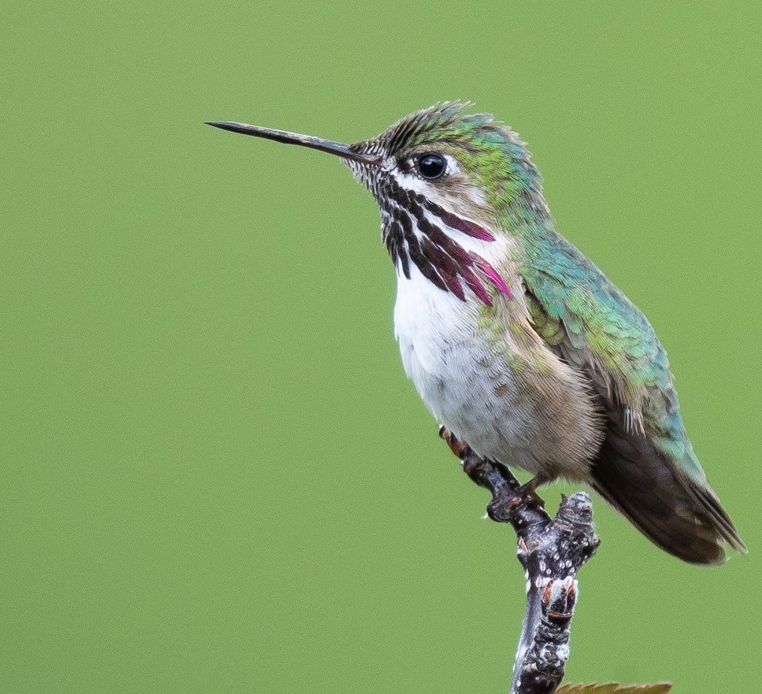 Calliope Hummingbird - ML164983831