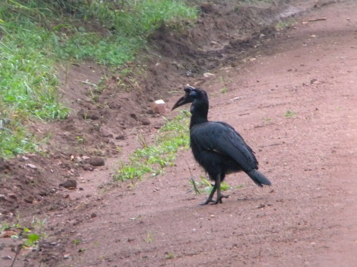 Abyssinian Ground-Hornbill - ML164985601