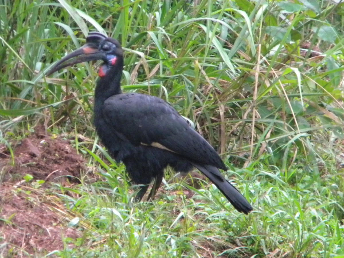 Abyssinian Ground-Hornbill - ML164985671