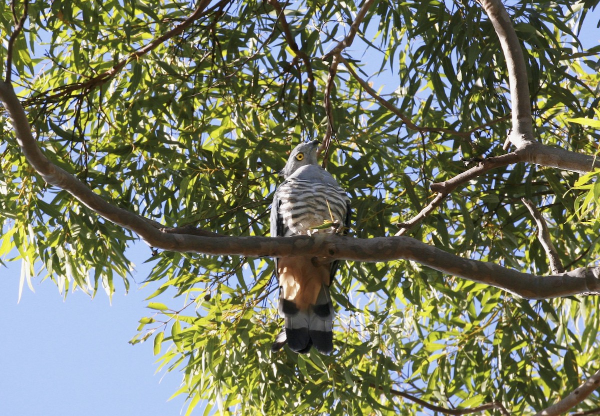 Pacific Baza - Anonymous