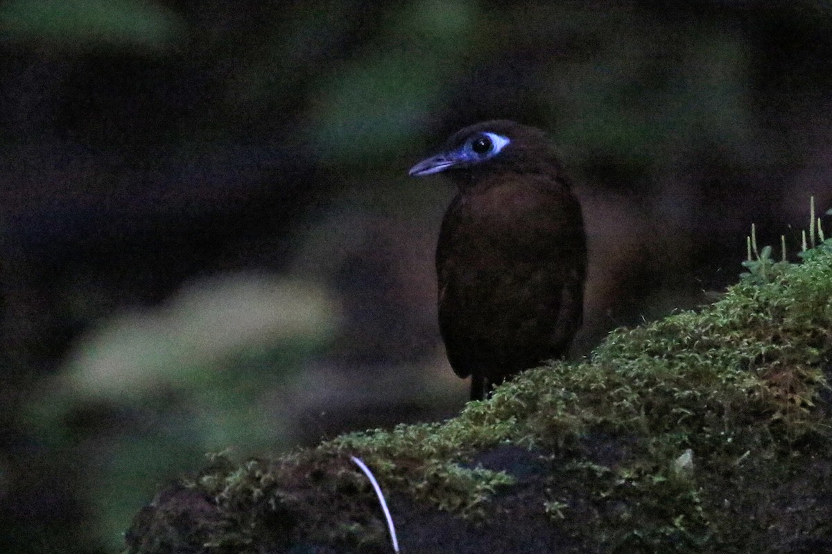 Panamáameisenvogel (berlepschi) - ML164986071