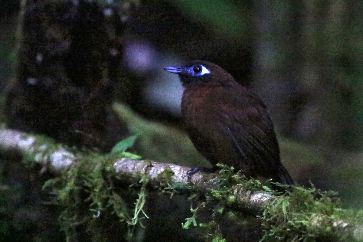 Panamáameisenvogel (berlepschi) - ML164986081