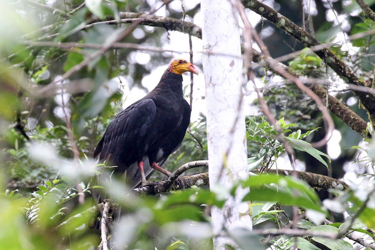 Greater Yellow-headed Vulture - ML164987401