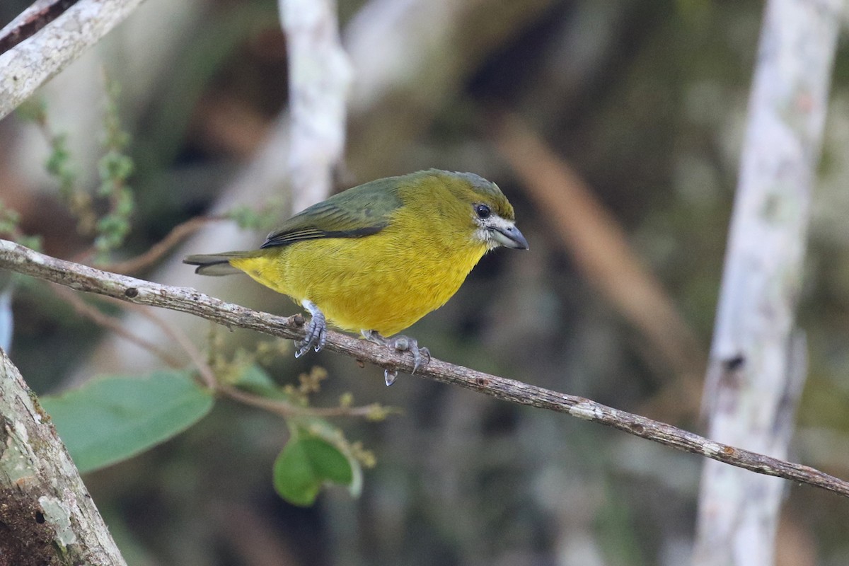 Golden-bellied Euphonia - ML164987821