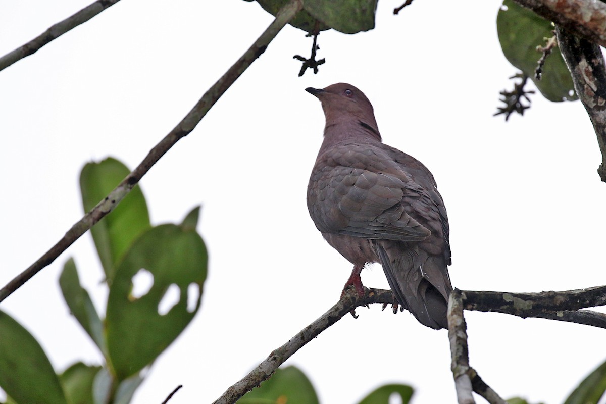 Paloma Vinosa (grupo purpureotincta) - ML164988661