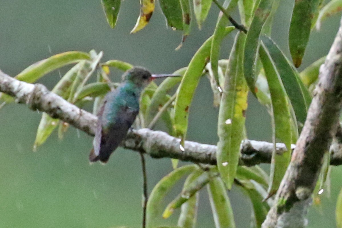 kolibřík savanový - ML164988691