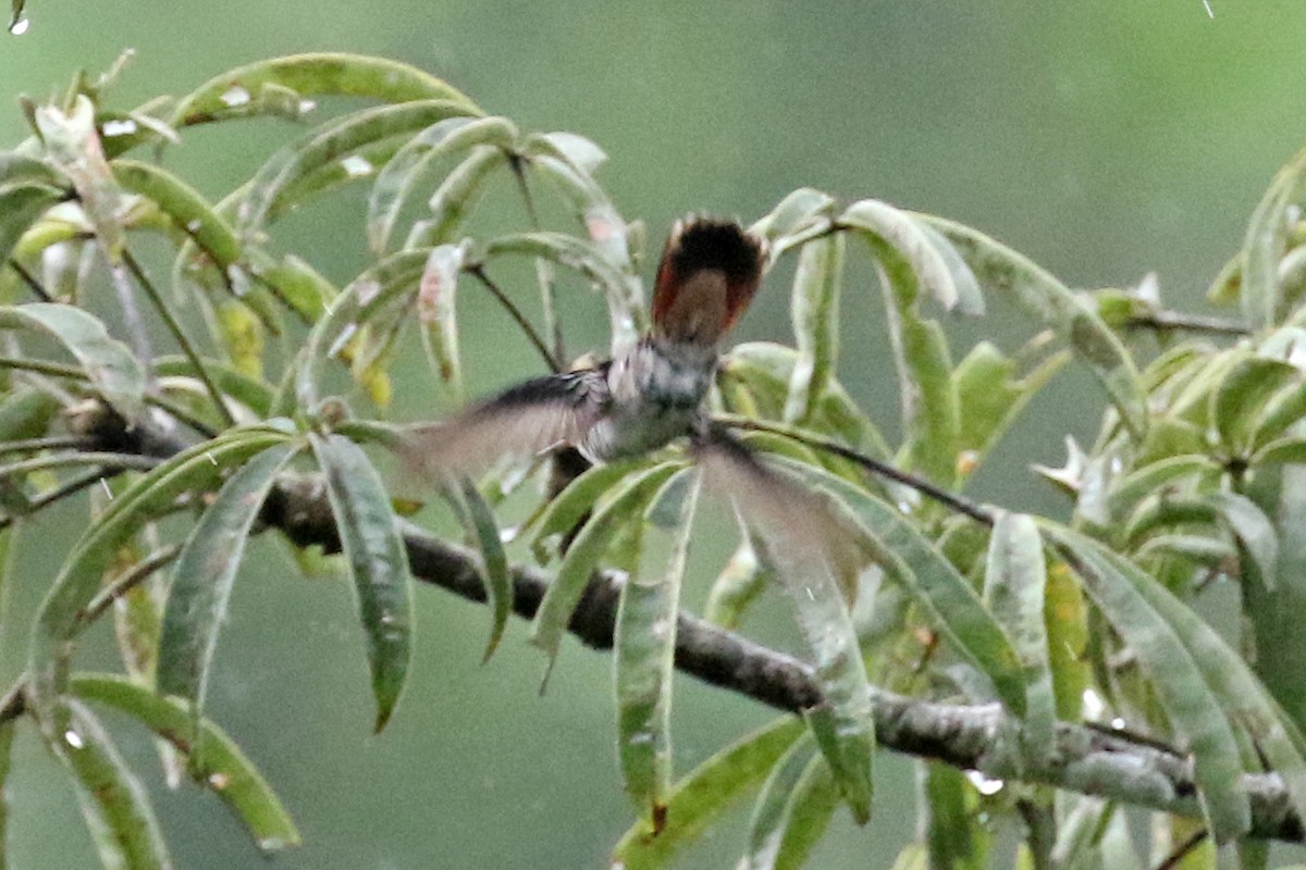 kolibřík savanový - ML164988701