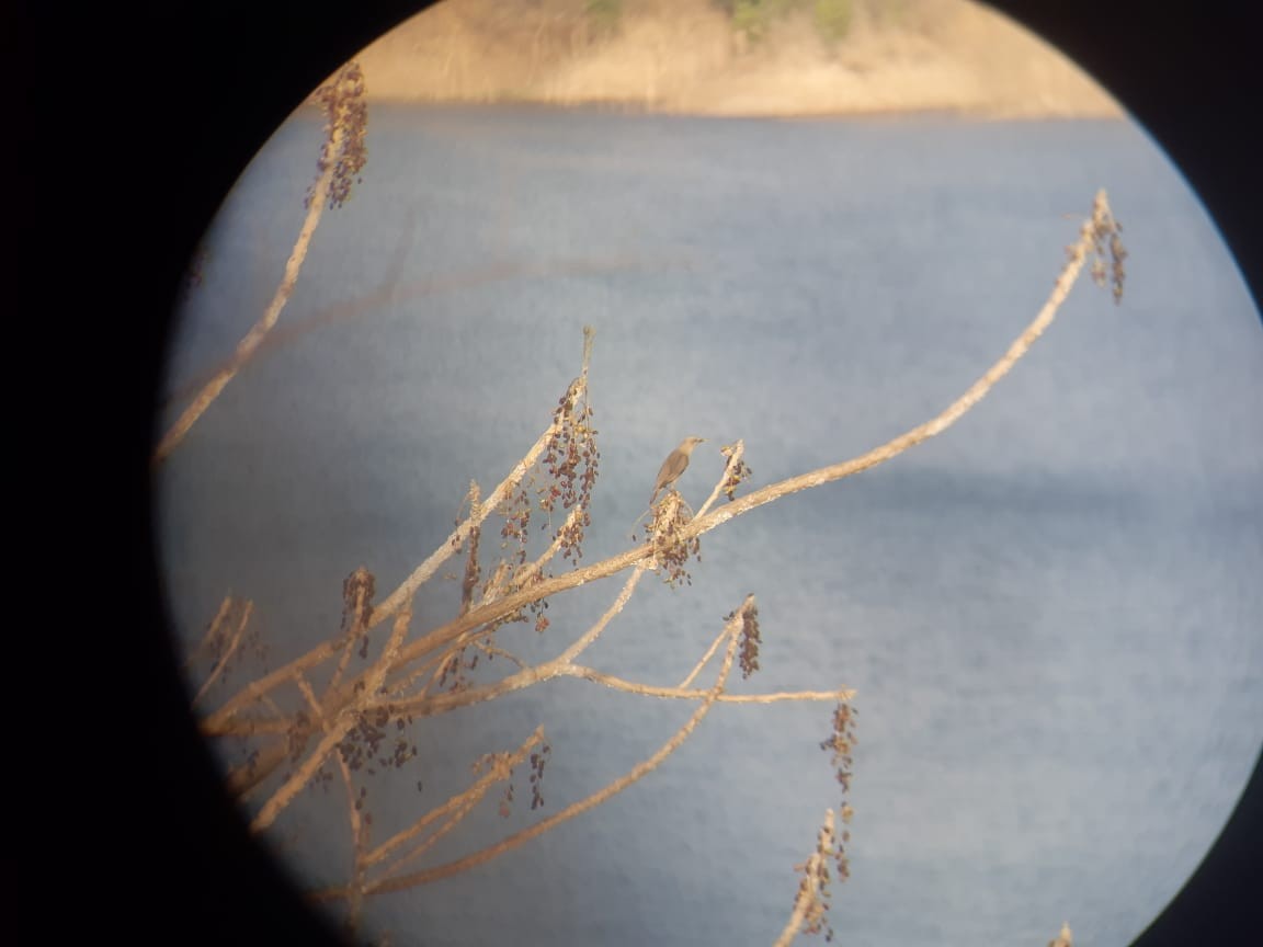 Chestnut-tailed Starling - ML164991881