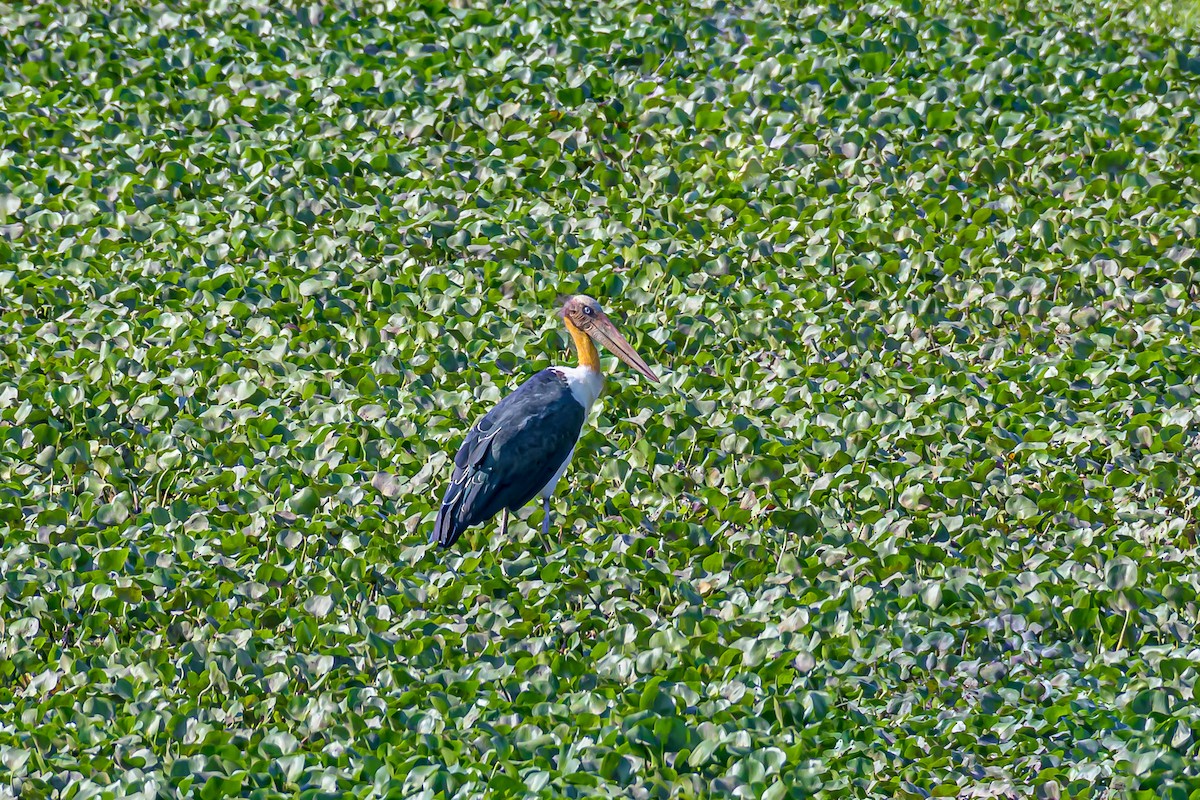 marabu malajský - ML164993571