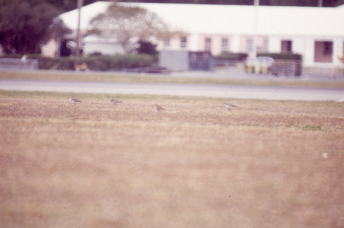 Pacific Golden-Plover - ML164993621