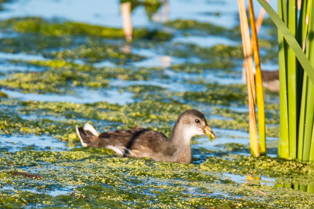 Common Gallinule - Jim Dehnert