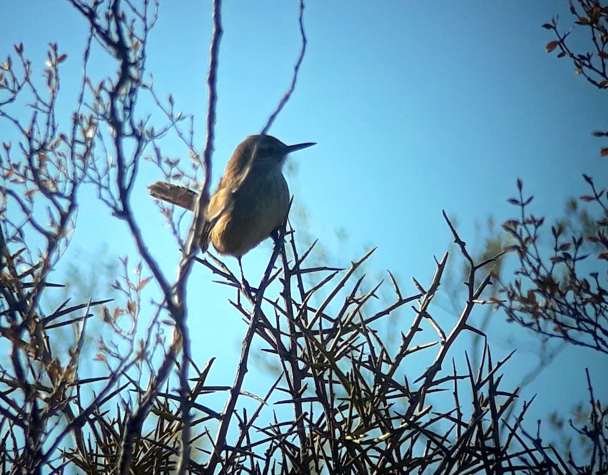 Band-tailed Earthcreeper - ML164995601