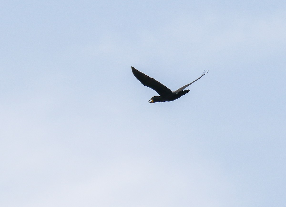 Double-crested Cormorant - ML164997001