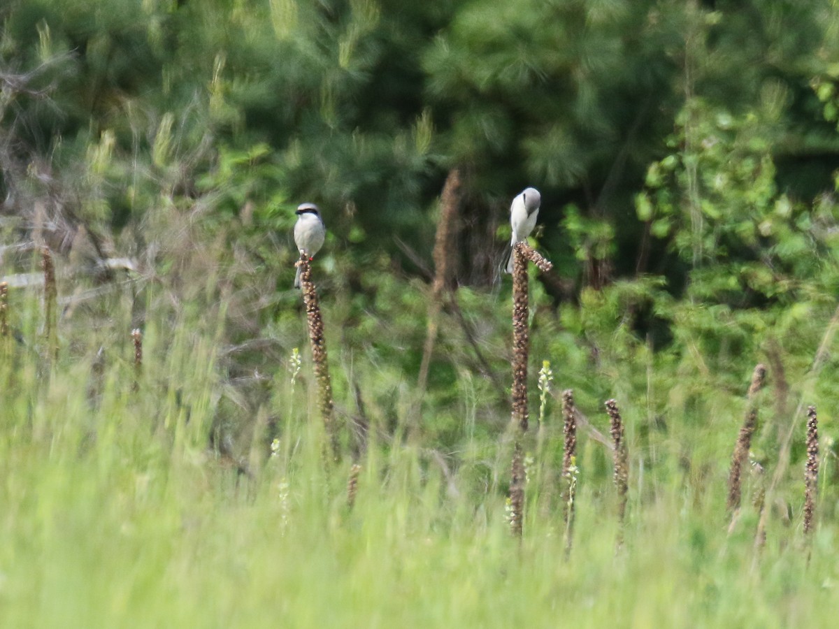 Loggerhead Shrike - ML164997061