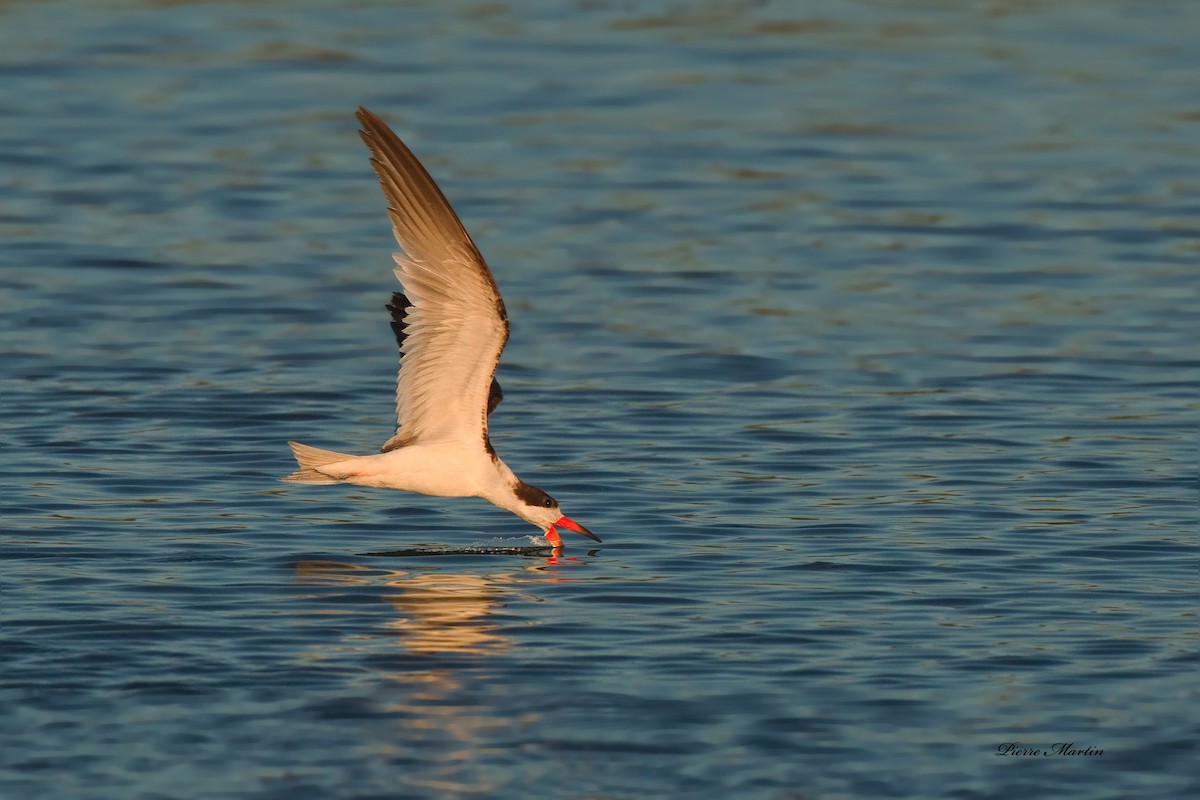 Black Skimmer - ML165000171