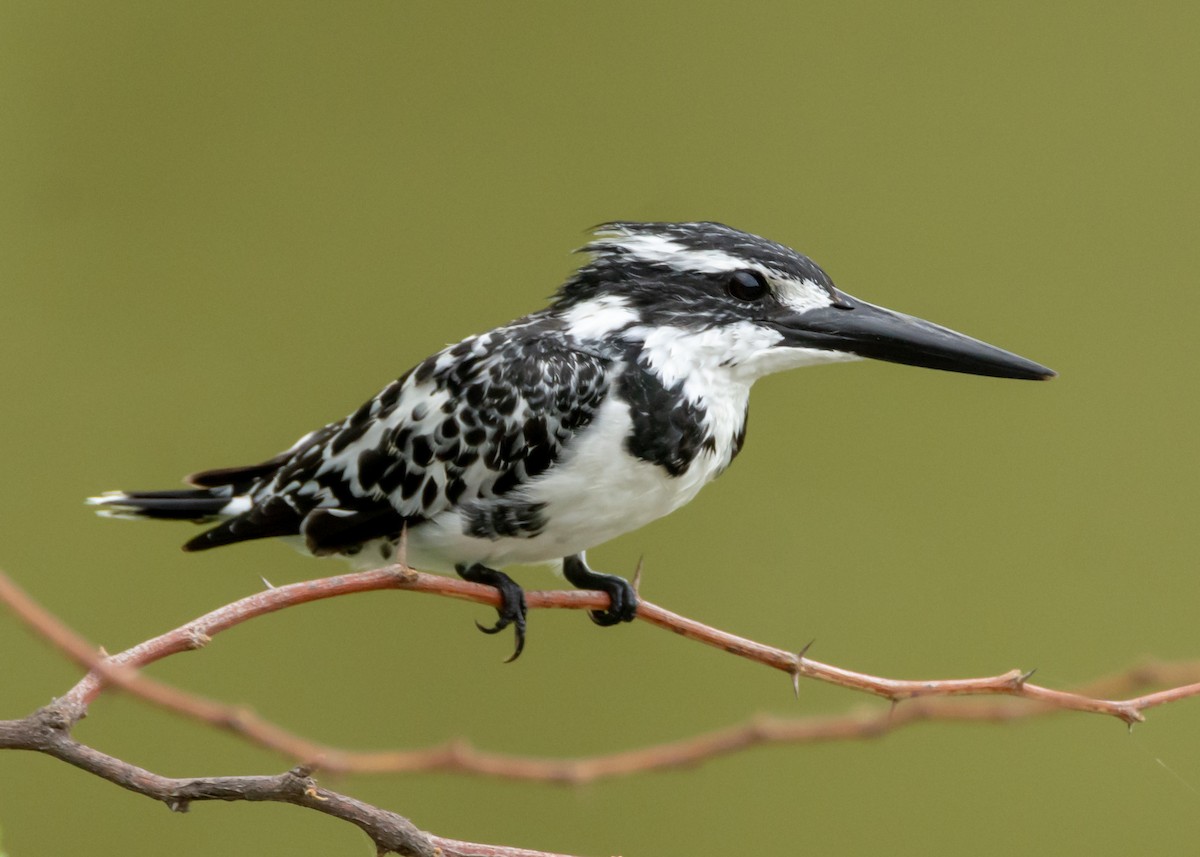 Pied Kingfisher - Ramesh Desai