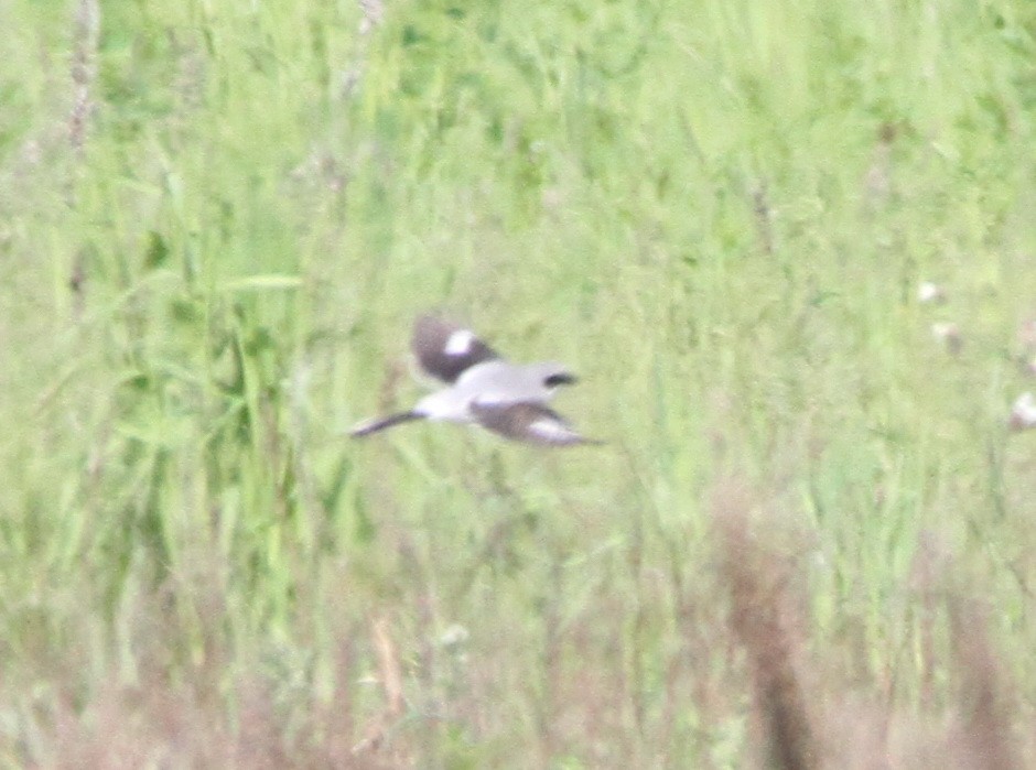 Loggerhead Shrike - ML165000941