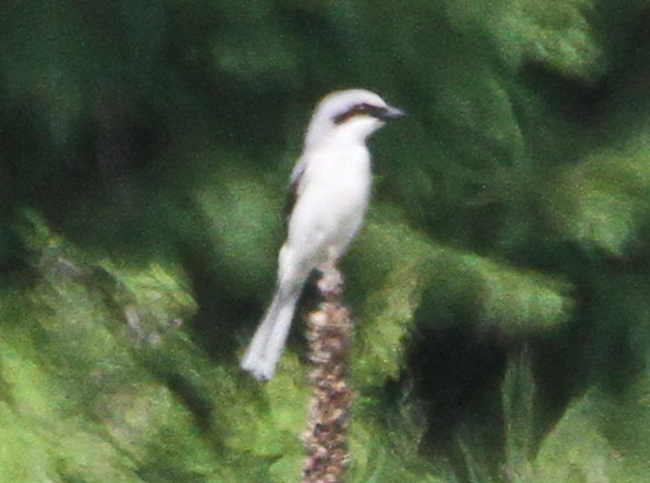 Loggerhead Shrike - Alain Sheinck