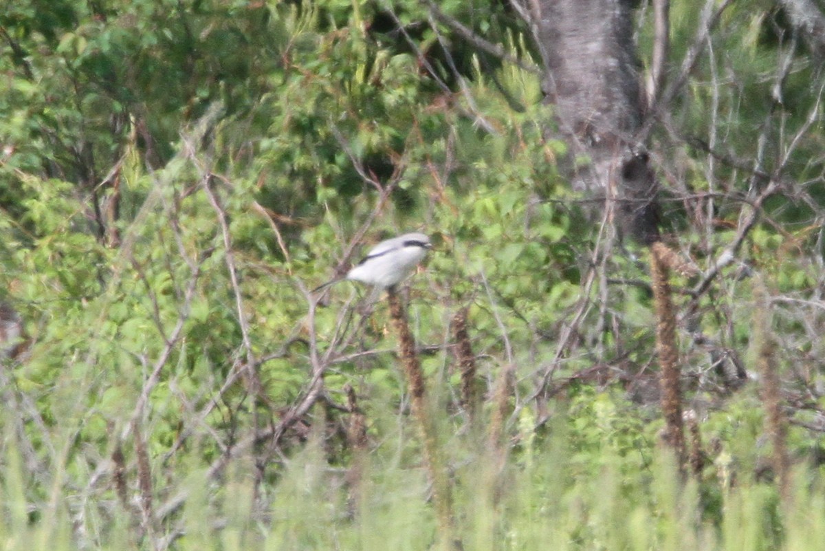 Loggerhead Shrike - ML165000961