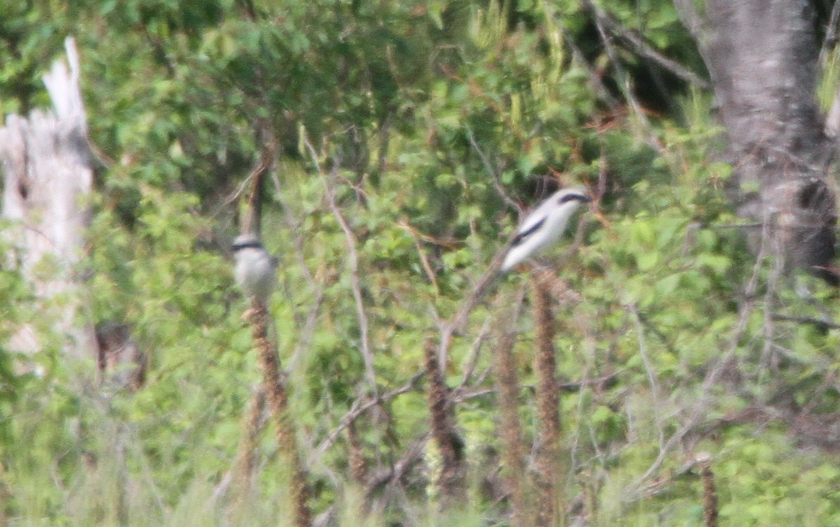 Loggerhead Shrike - ML165000971