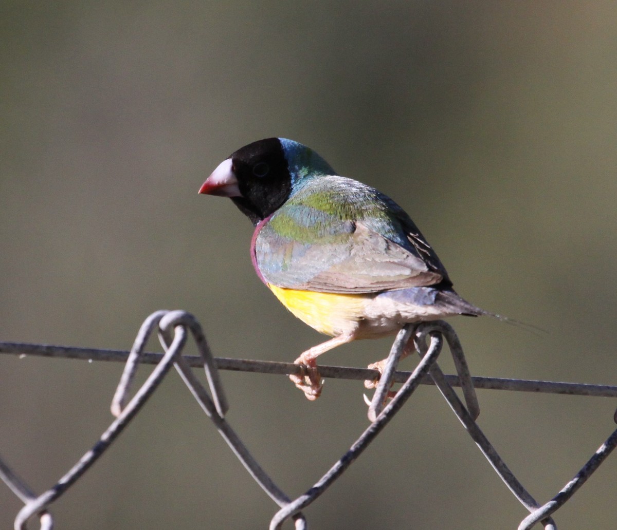 Gouldian Finch - ML165002841