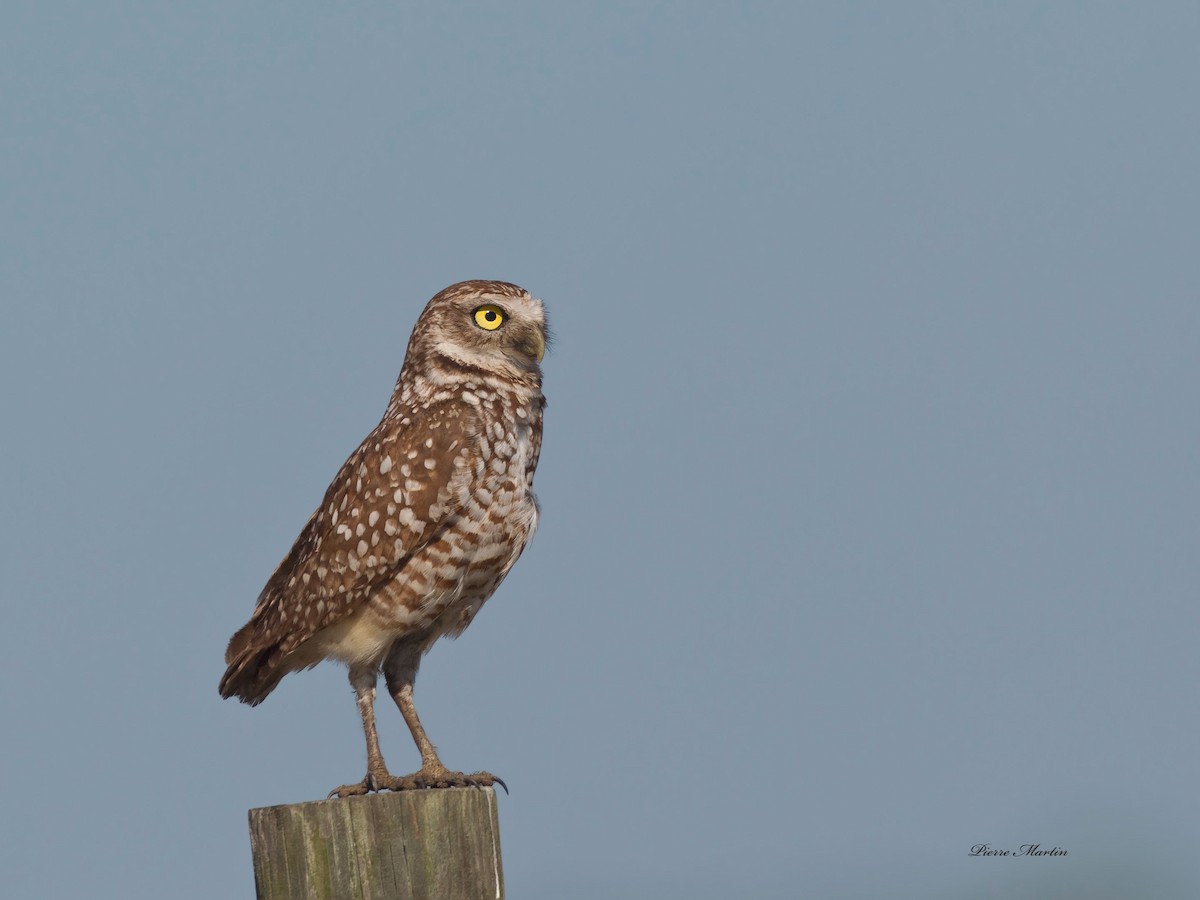 Burrowing Owl - ML165003131