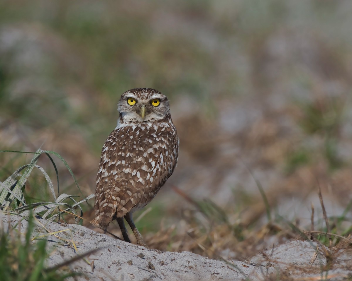 Burrowing Owl - ML165003141