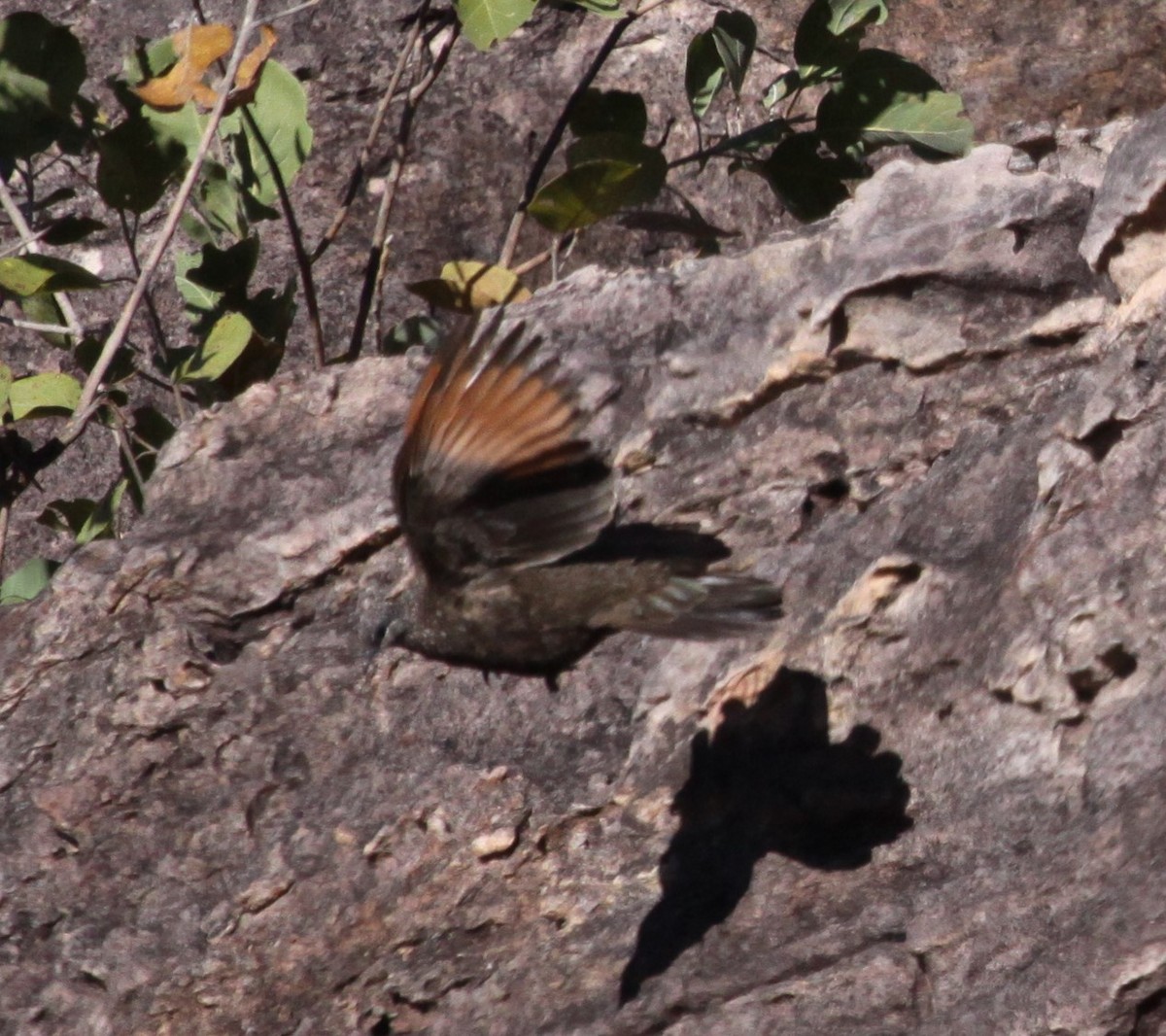 Chestnut-quilled Rock-Pigeon - Alistair and Carmen Drake