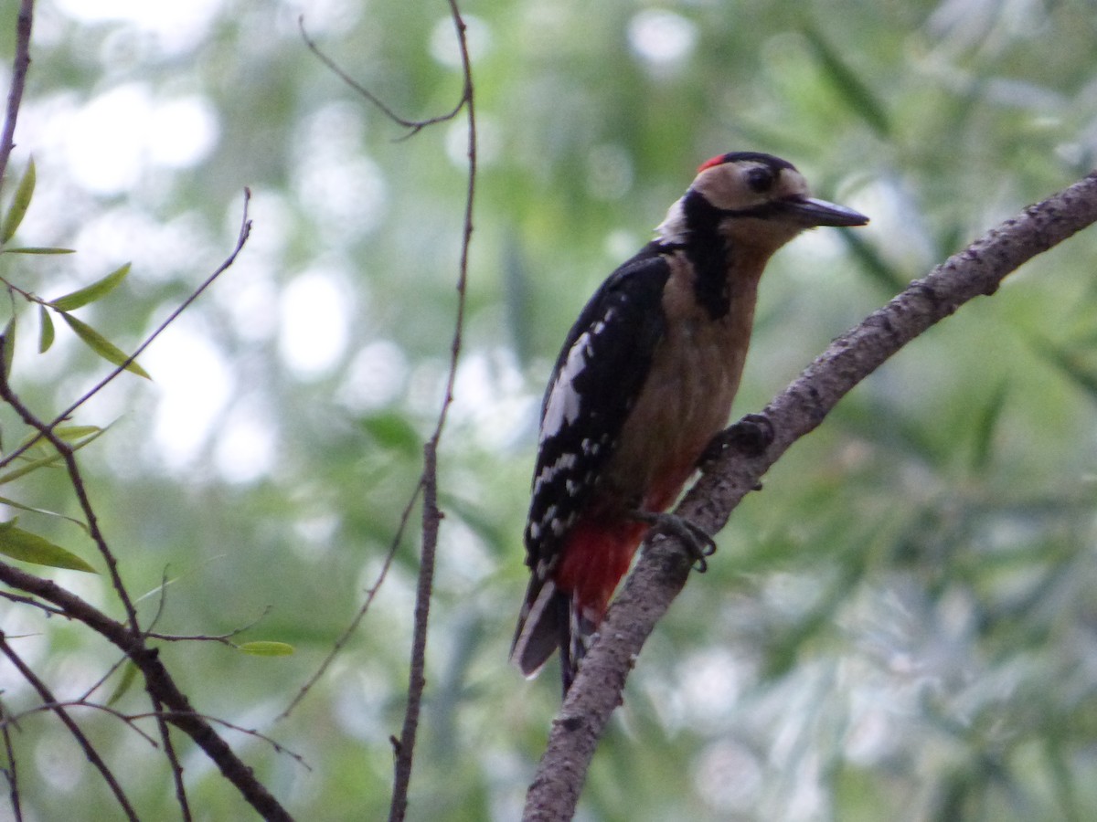 Great Spotted Woodpecker - ML165005021