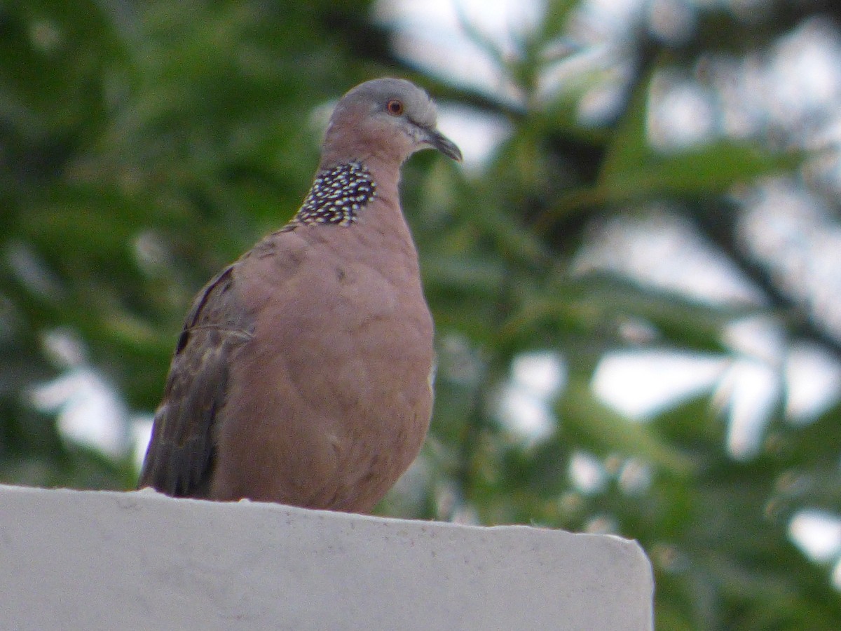Spotted Dove - ML165005311