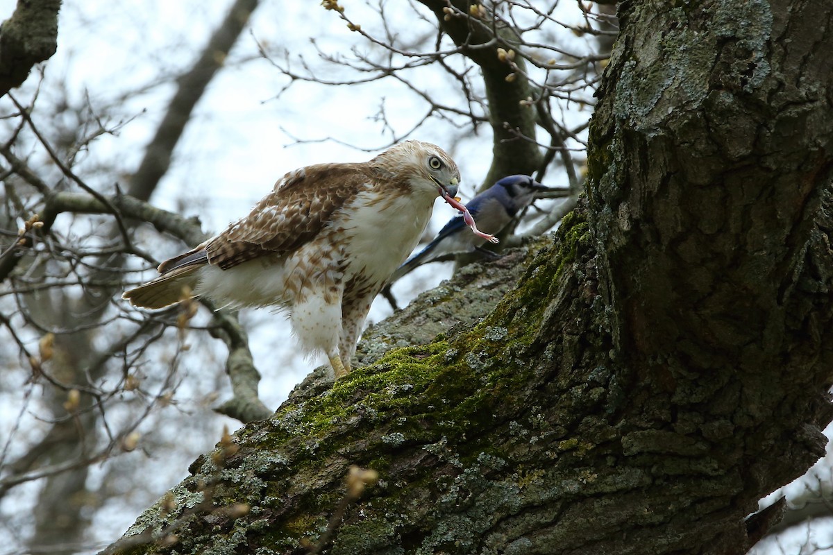 Red-tailed Hawk - ML165007031