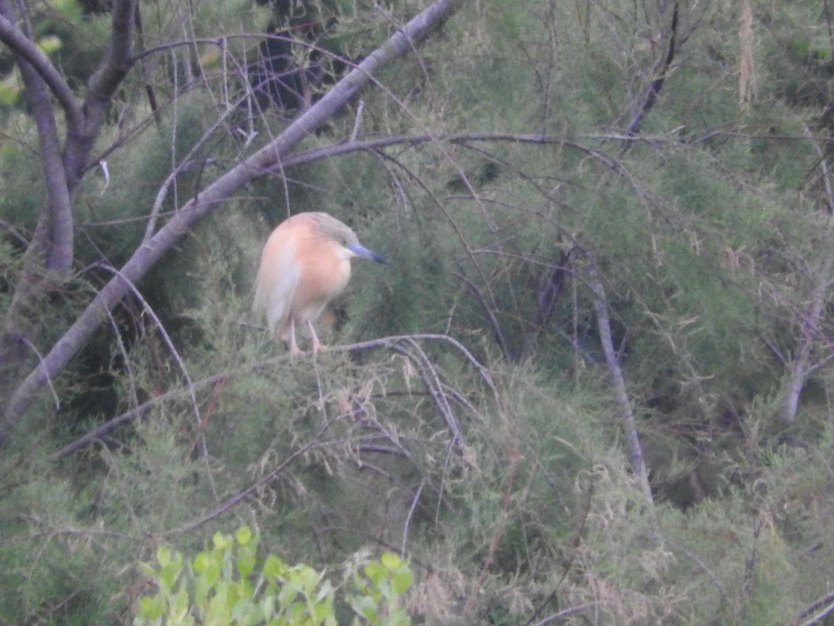 Squacco Heron - ML165007411