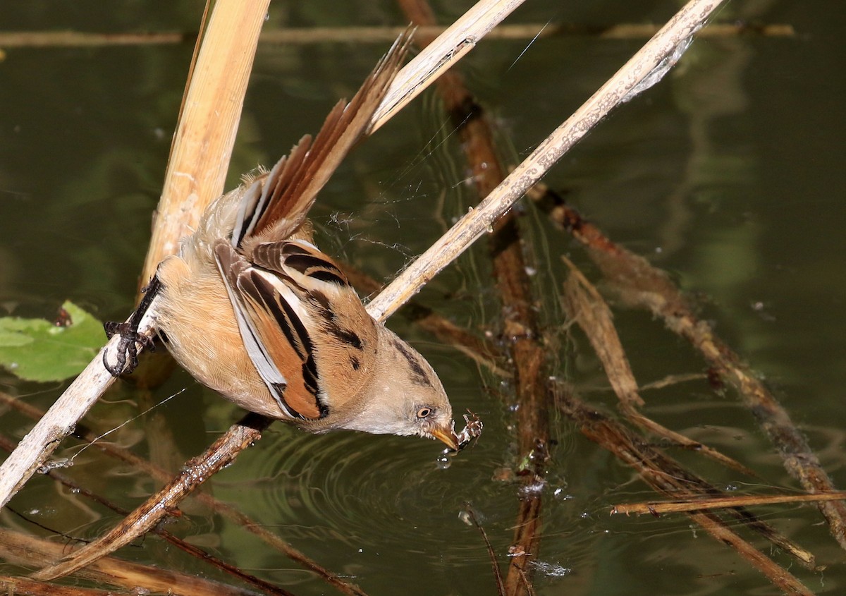 Bearded Reedling - Patrick MONNEY