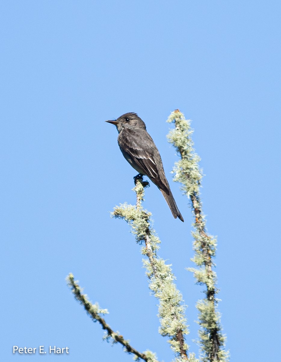 Western Wood-Pewee - Peter Hart