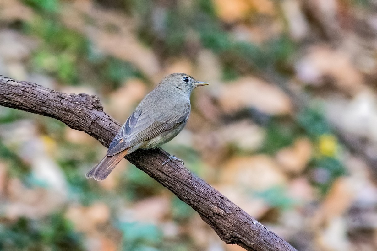 Rusty-tailed Flycatcher - ML165009021