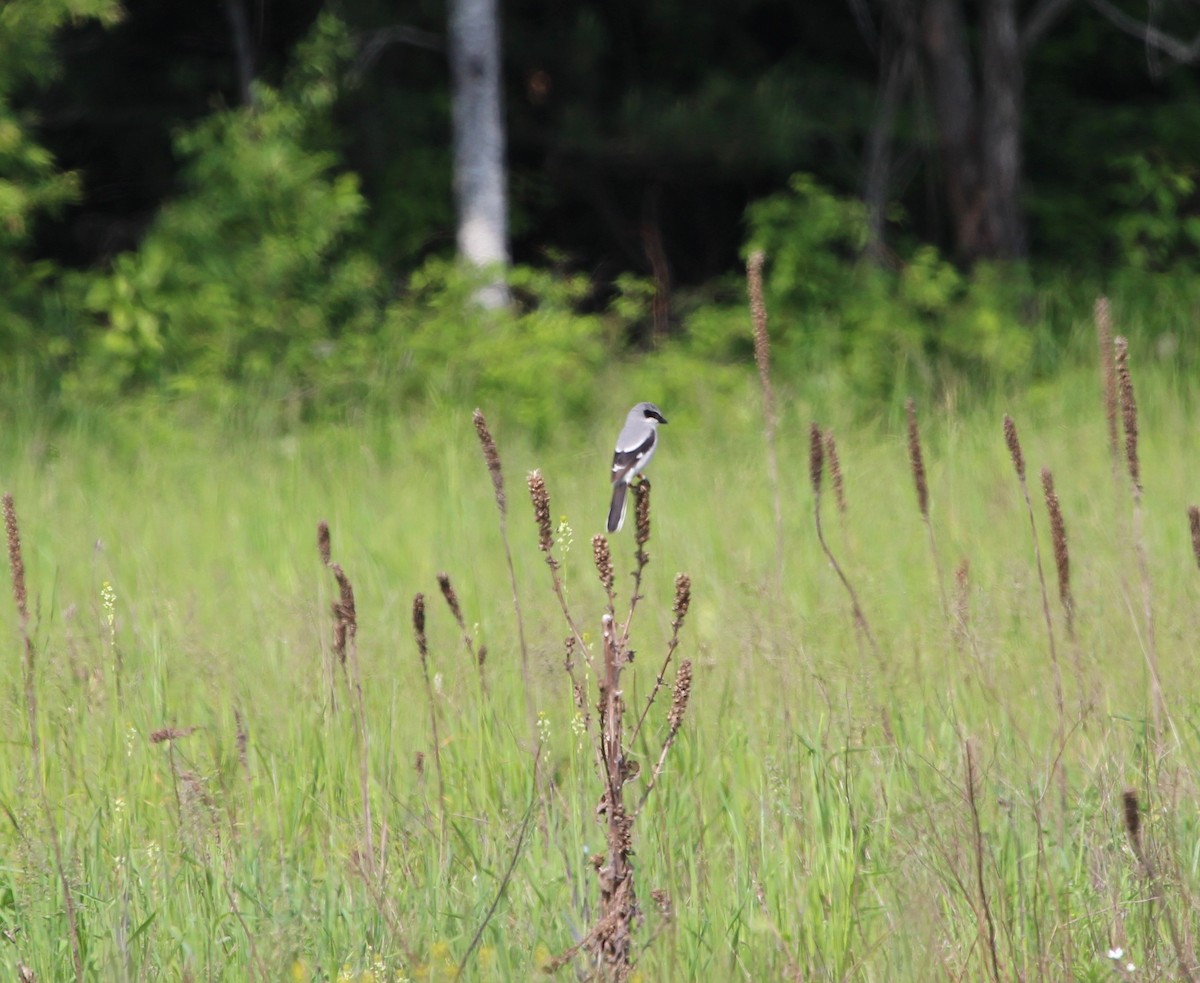 Loggerhead Shrike - ML165009981