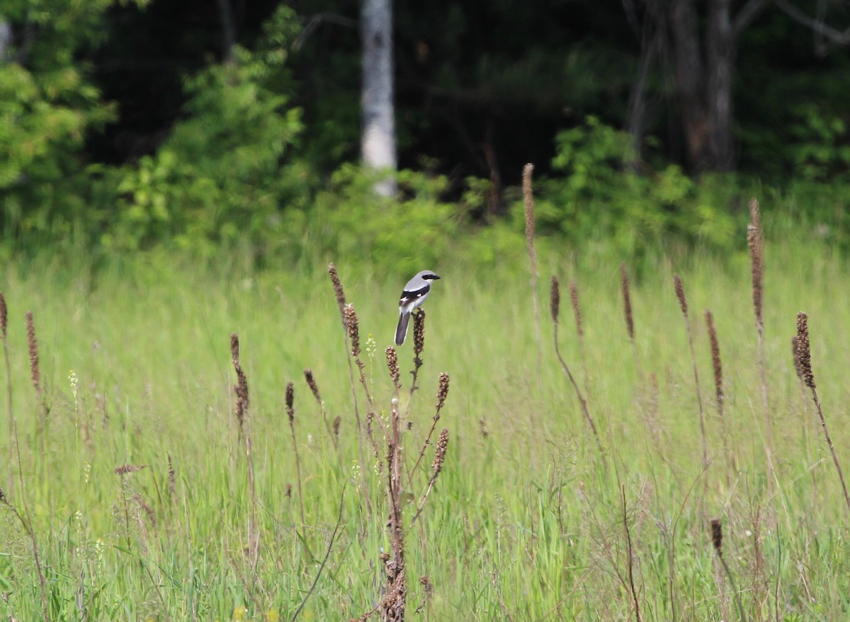 Loggerhead Shrike - Sylvie Vanier🦩