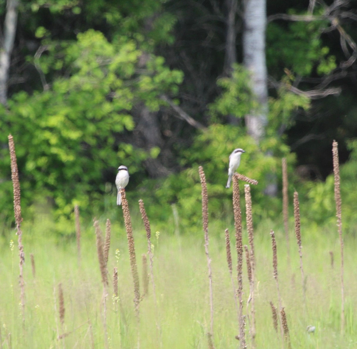 Loggerhead Shrike - ML165010001