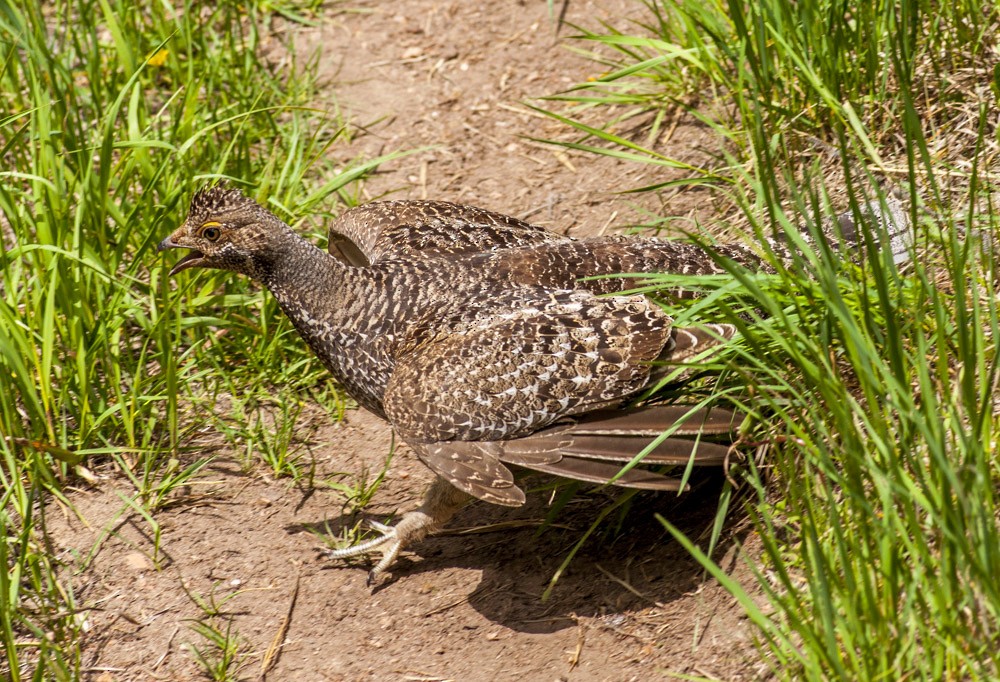 Dusky Grouse - ML165011861