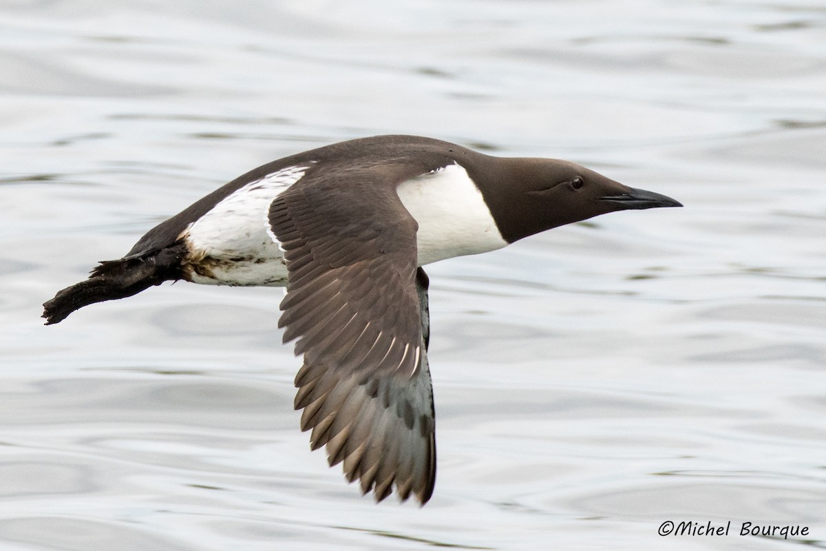 Common Murre - Michel Bourque